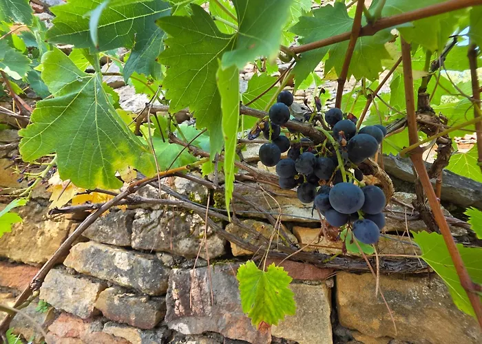 Le Carpe Diem, Le Petit Pattaris *