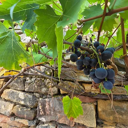 Le Carpe Diem, Le Petit Pattaris *